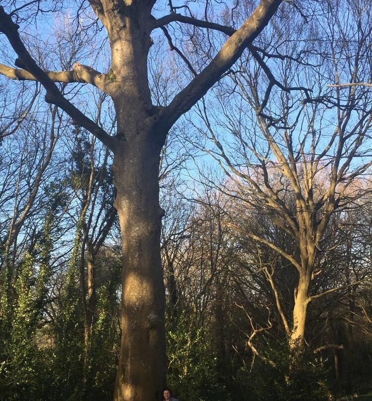 Ballyseedy Woods-特拉利必去景点