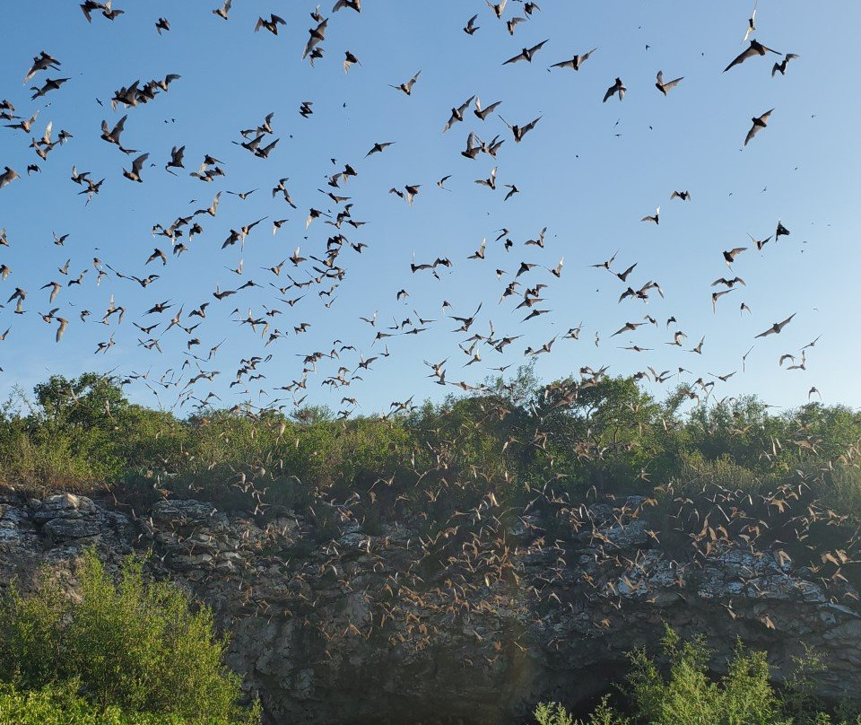 Frio Bat Flight Tours-Concan必去景点