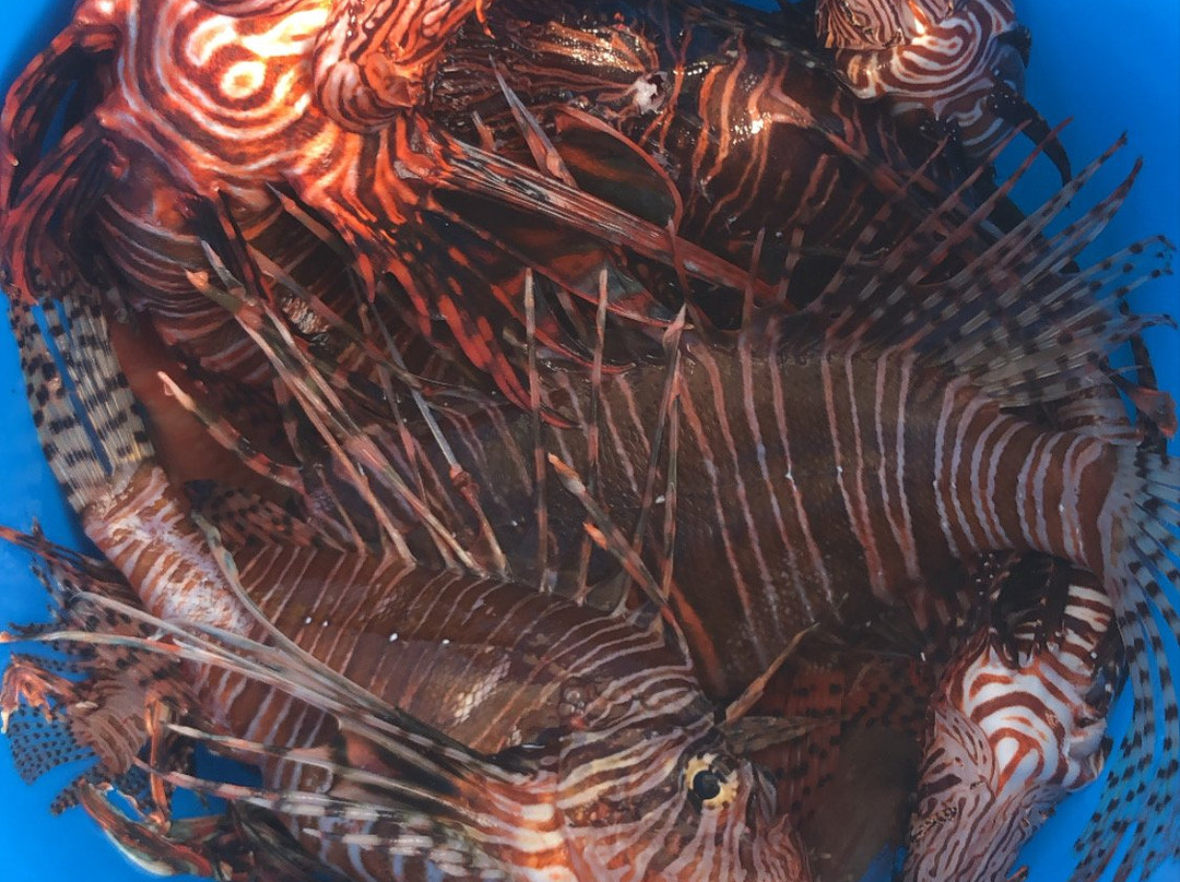 Scuba Works-朱庇特必去景点