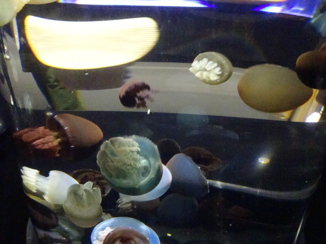Tsuruoka City Kamo Aquarium景点图片