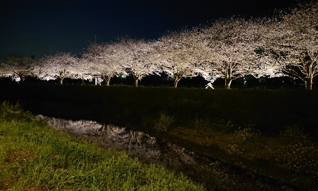 Sakura Trees along Kusaba River景点图片