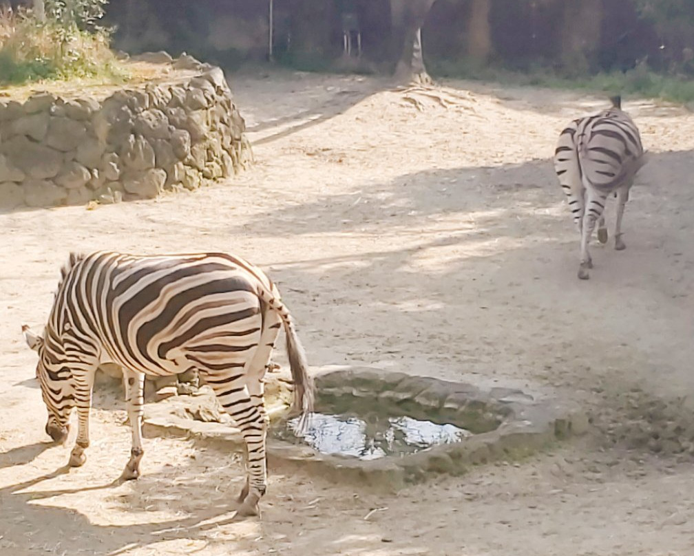Itozu no Mori Zoological Park-北九州市必去景点