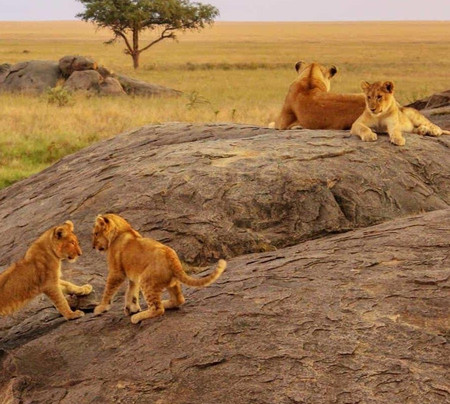 Joyina Safaris Africa