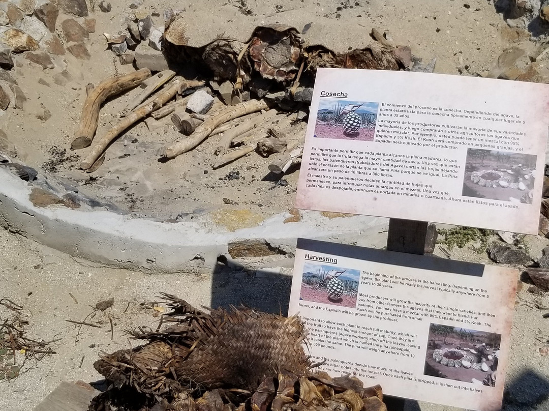 Agave Fields-瓦图尔科必去景点