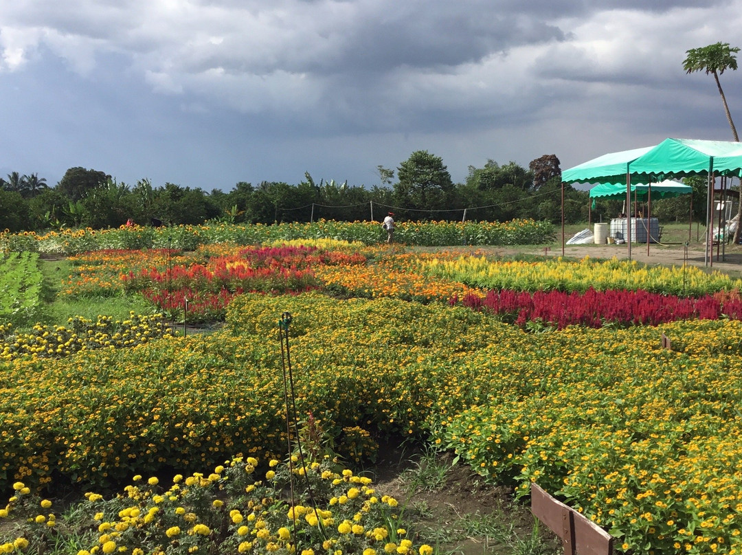 Mariano's Blooming Agri-Tourism Park-Tupi必去景点