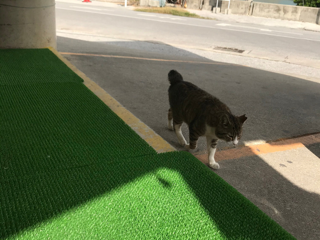 Ojima Island-南城市必去景点