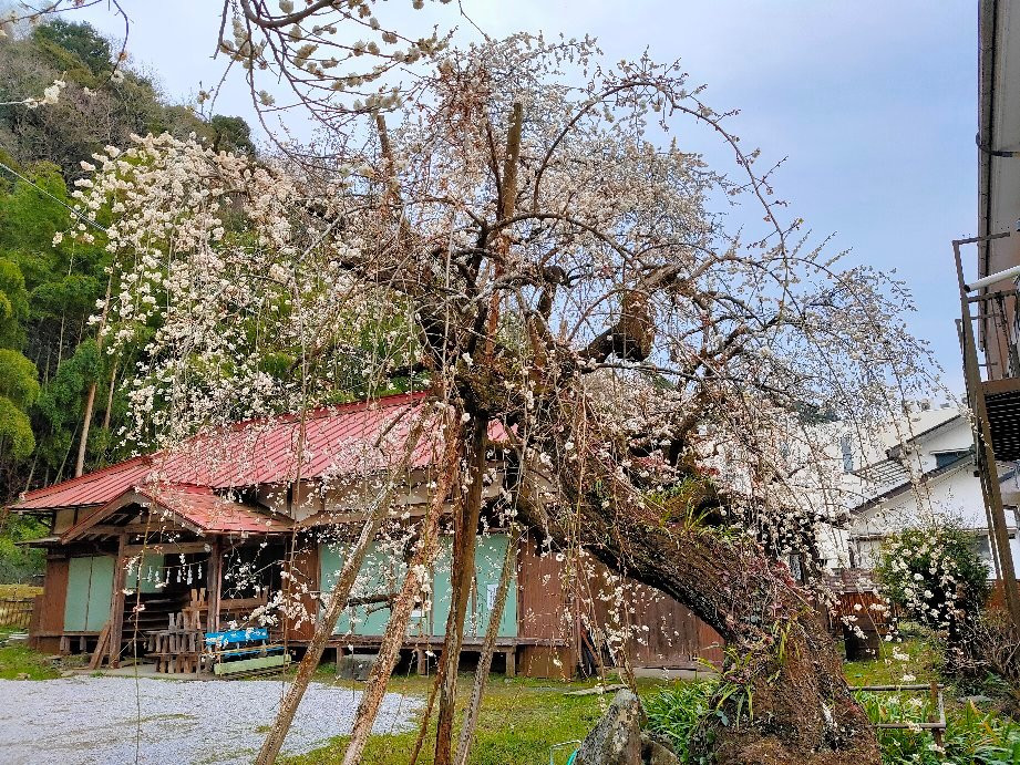Umezono Shrine-越生町必去景点