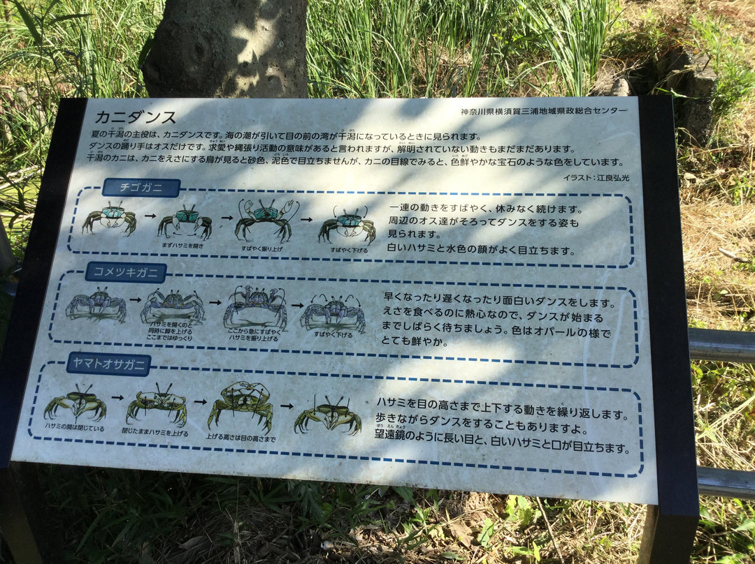 Koajiro Forest-三浦市必去景点