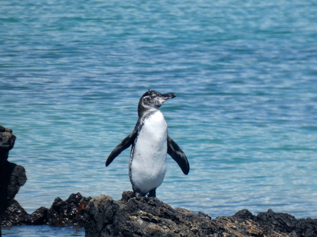 Galapagos Alternative景点图片