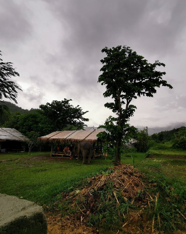 Maeklang Elephant Conservation Community景点图片
