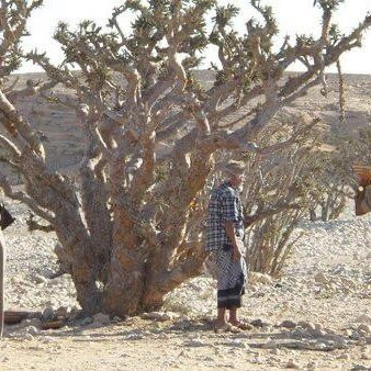 Empty Quarter-Dhofar Governorate必去景点