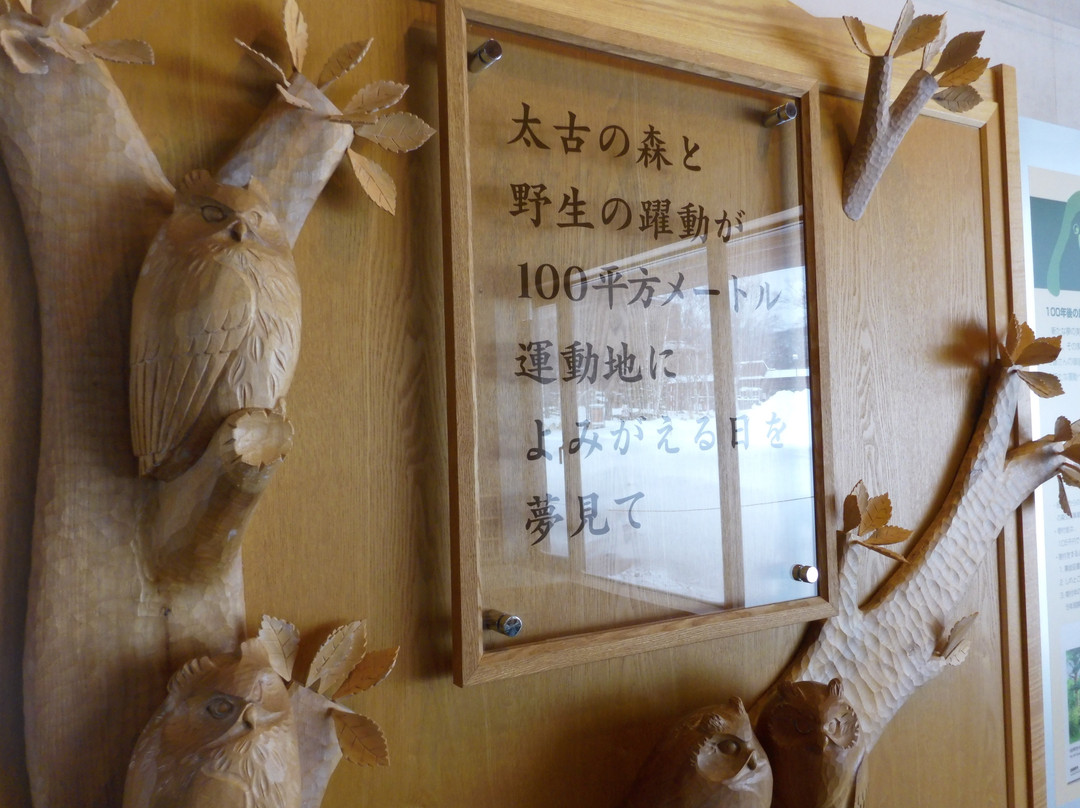 Shiretoko 100 Square-Meter Trust Forest景点图片