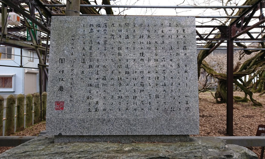 Japanese Wisteria of Kurogi景点图片