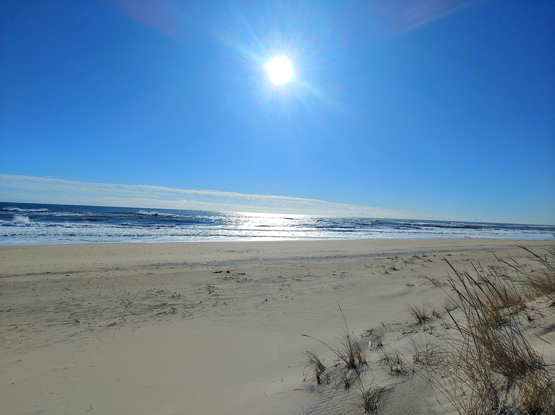 Daunt's Albatross主图