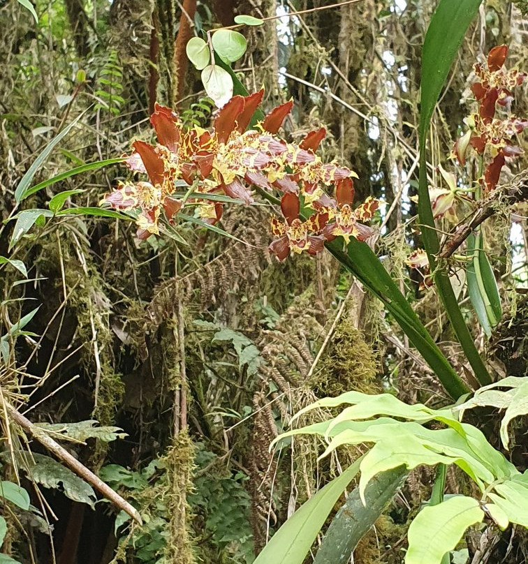 Reserva Orquideas-Jardin必去景点