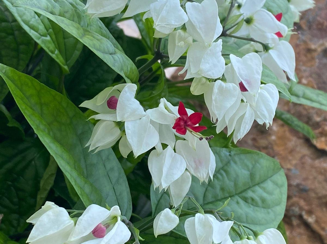 Bayan Botanical Garden-Kuwait City必去景点
