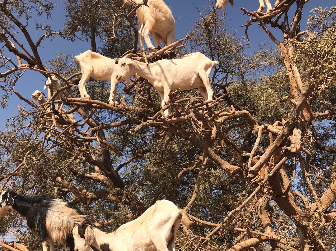 Auberge Beach Club Legzira主图