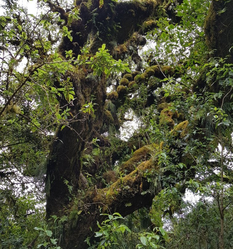 Mount Tauhara景点图片