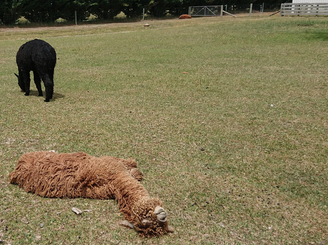 Farmers Coner-基督城必去景点