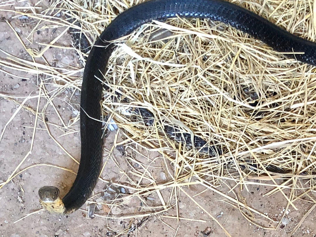 King Cobra Village景点图片
