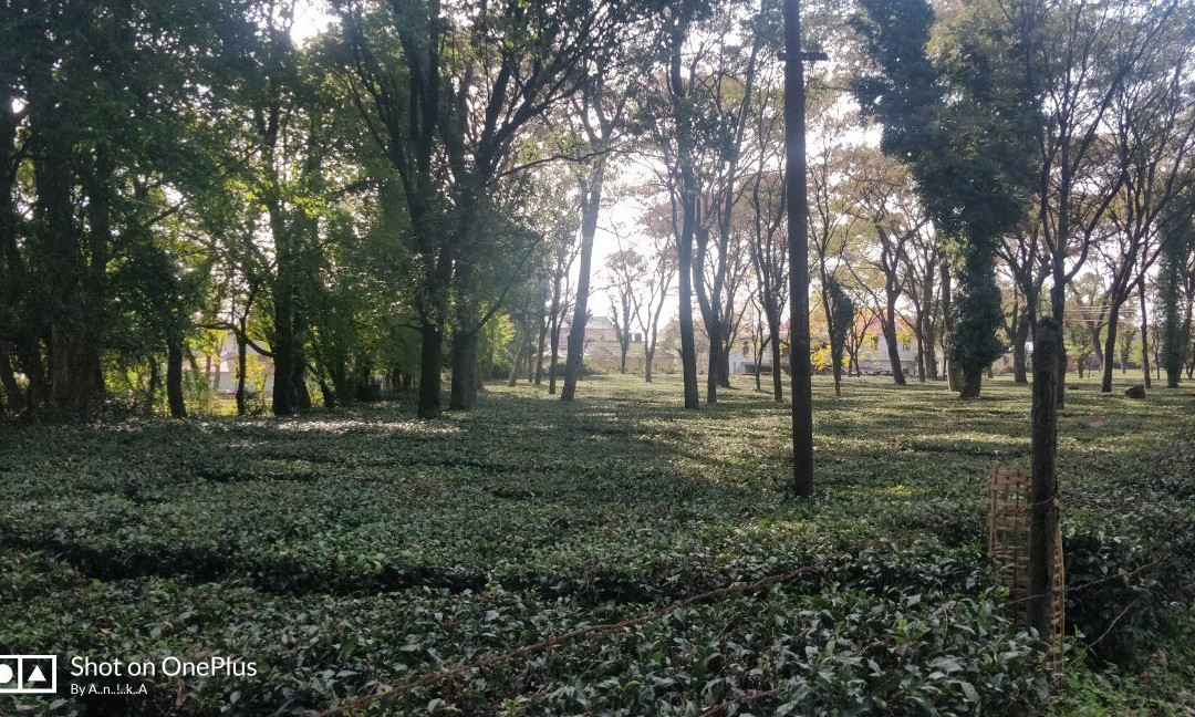Palampur Tea Gardens景点图片