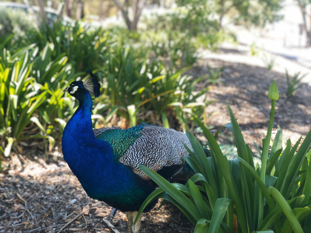 Maggie Beer's Farm Shop景点图片