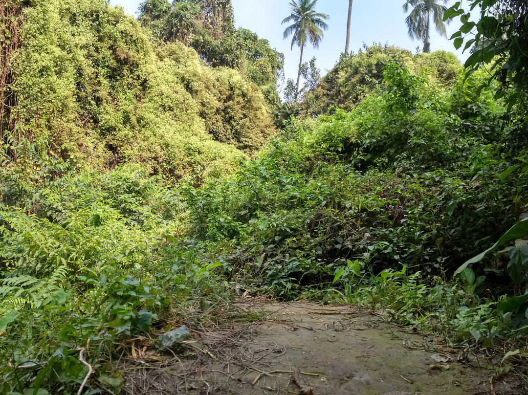 Chintamoni Kar Bird Sanctuary景点图片