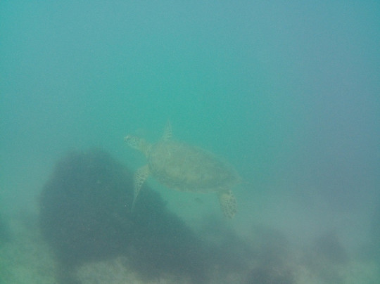 Caribe Aquatic Adventures-圣胡安必去景点