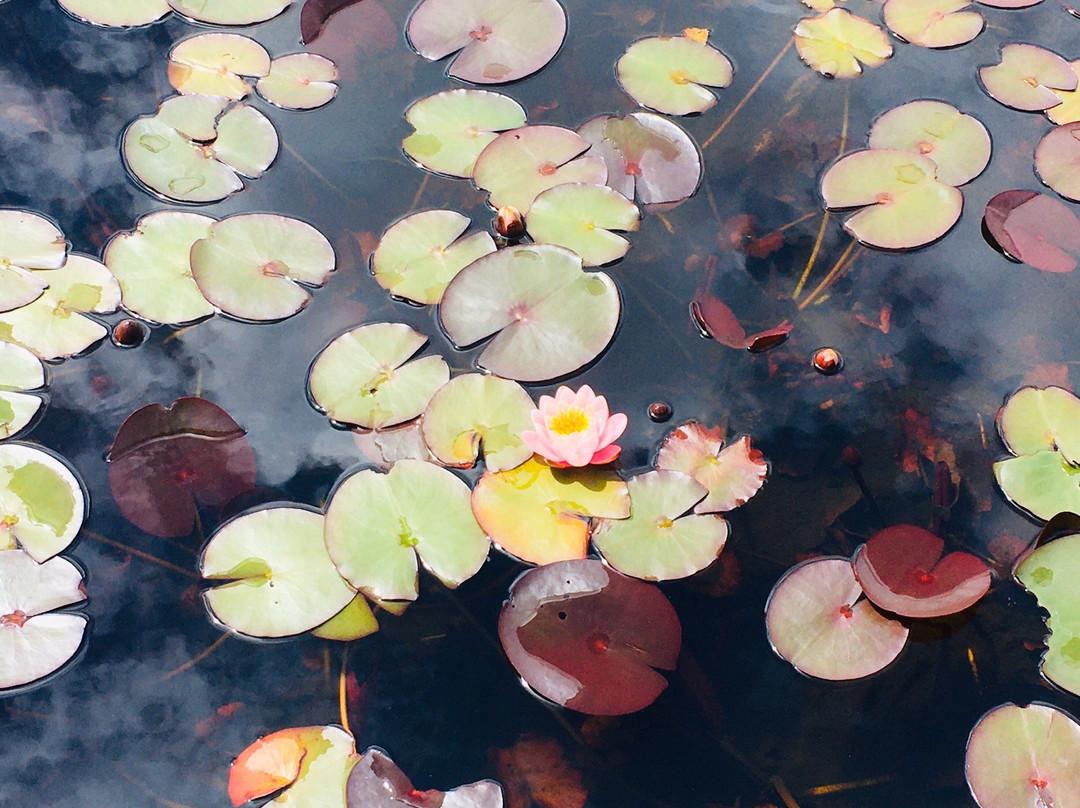 Laguna de los Lotos景点图片