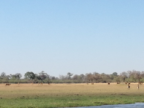 Magotho Camp (Khwai Development Trust)主图