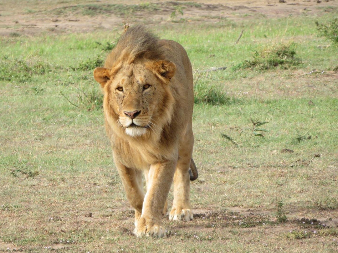 Nairobi and Beyond Safaris-内罗毕必去景点