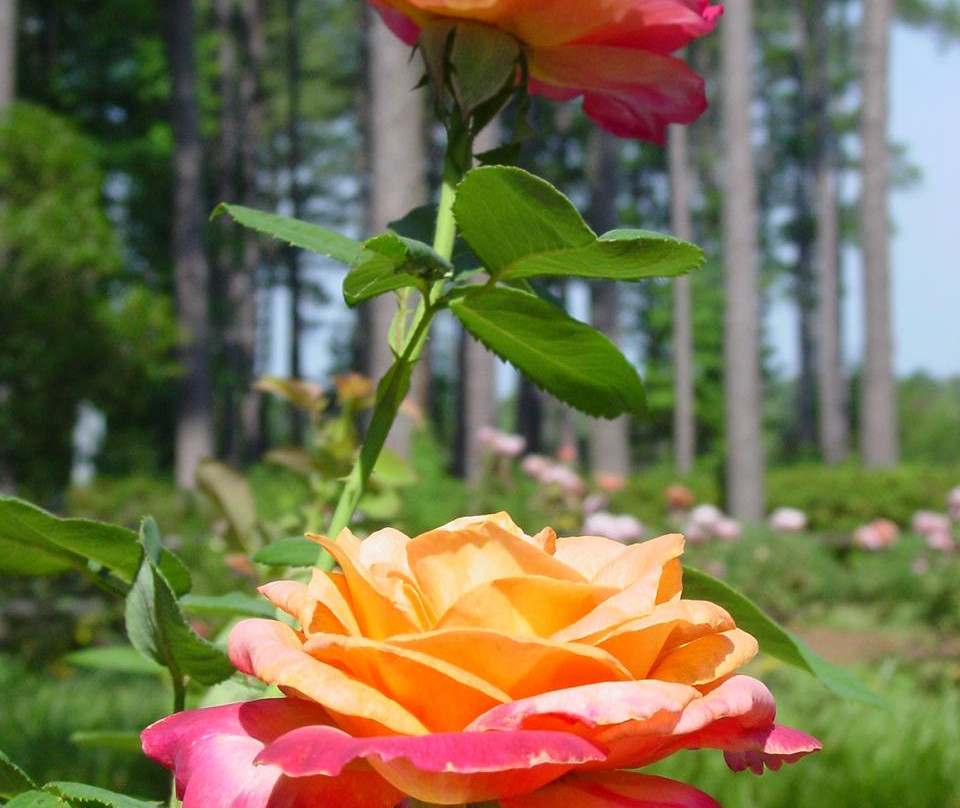 Gardens of the American Rose Center景点图片