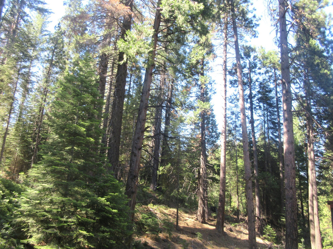 Sierra National Forest景点图片