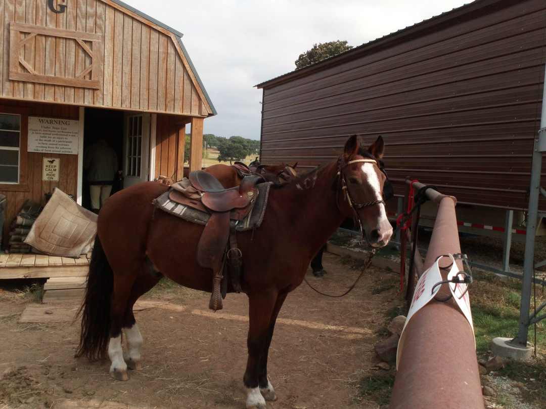 Black Mustang Ranch-Pilot Point必去景点