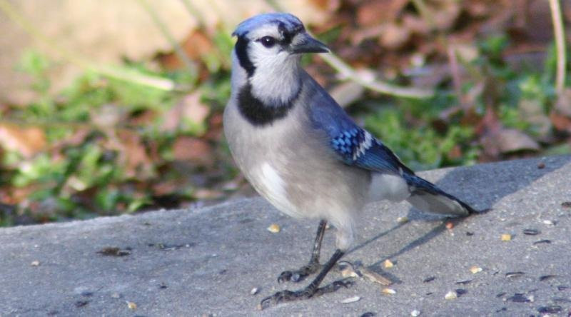 Meadow Park Lake-Crossville必去景点