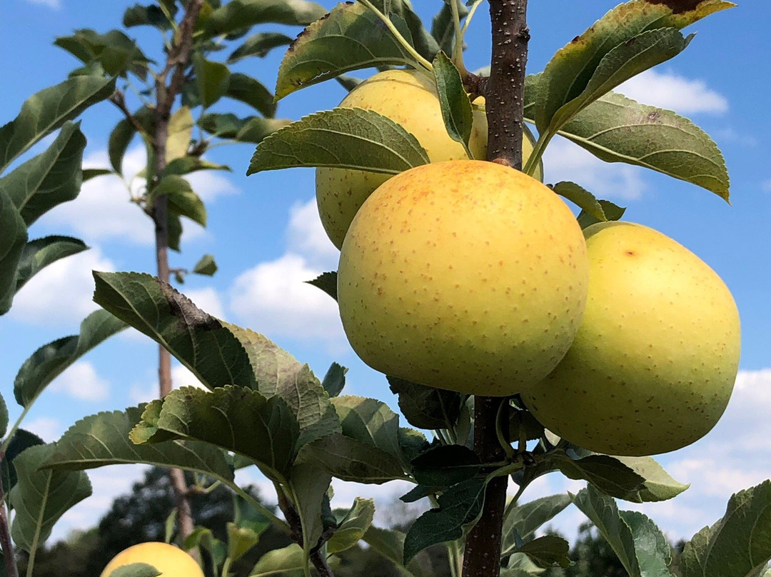 Haney's Appledale Farm-Nancy必去景点