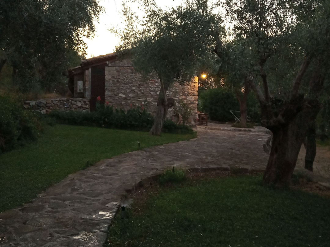 Gera's Olive Grove主图