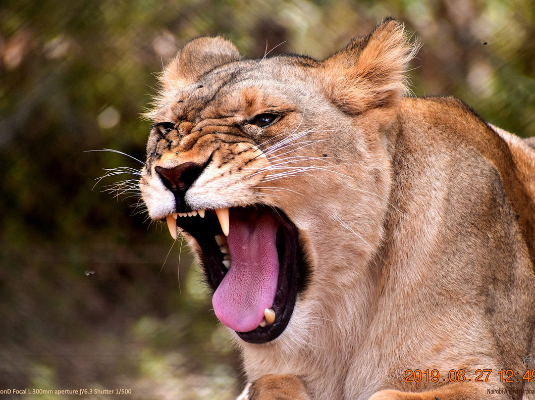 Nairobi Animal Orphanage景点图片