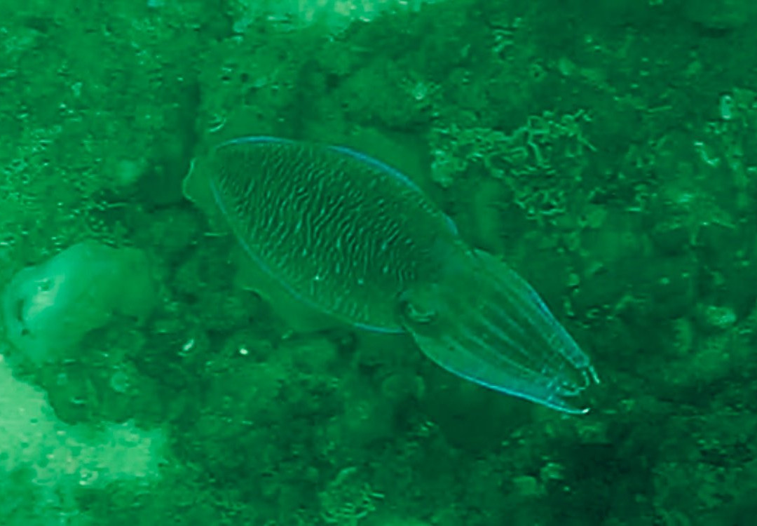 Taprobane Divers-尼拉瓦利必去景点