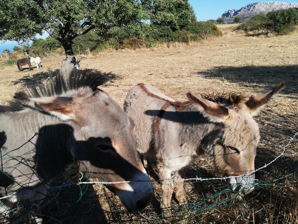 Agriturismo Sas Pretas Latas主图