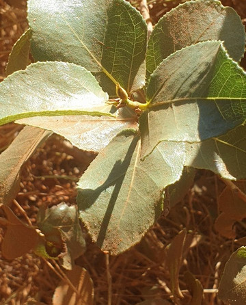 Kimberley Cultural Adventures-布鲁姆必去景点