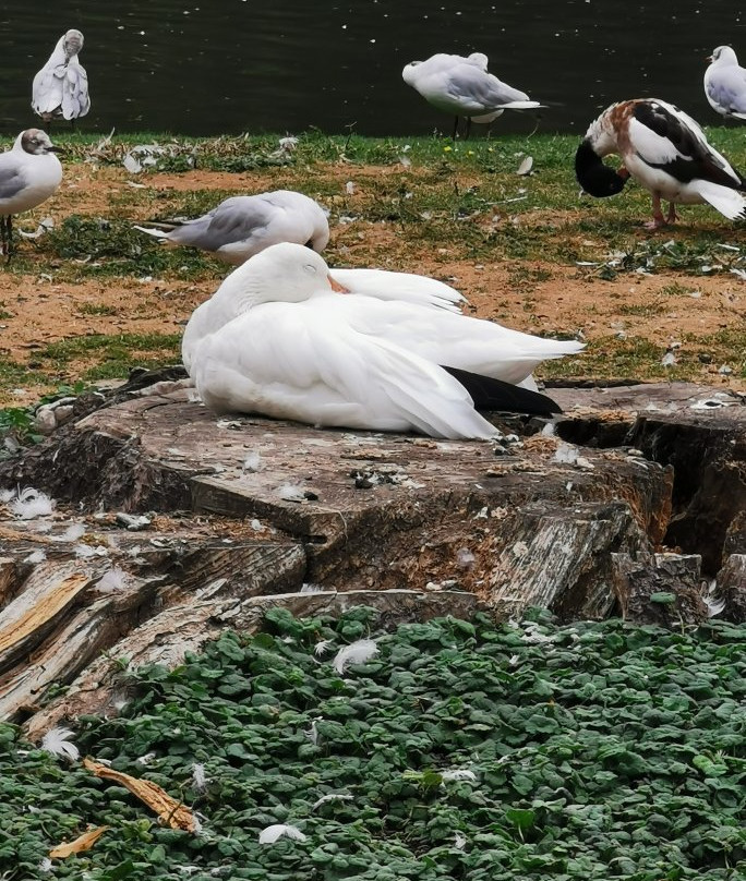 Parc de Clères景点图片