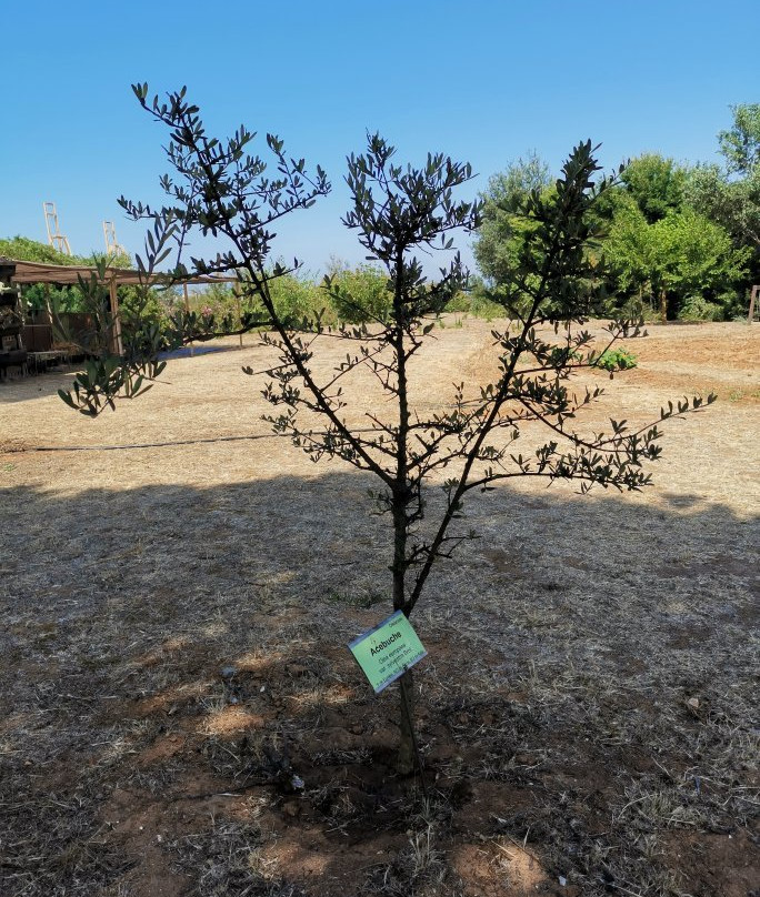 Jardin Botanico Dunas del Odiel景点图片