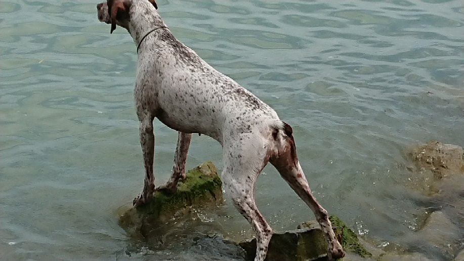 Fonyodi Dog Bathing景点图片