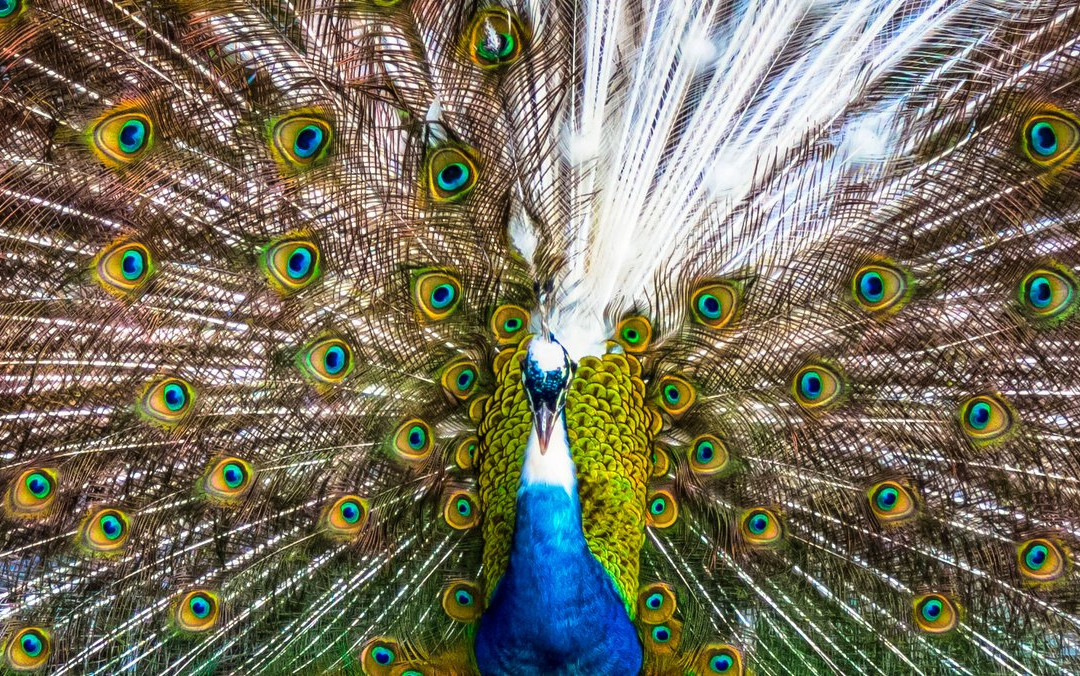 Hedrick's Exotic Animal Farm-Nickerson必去景点