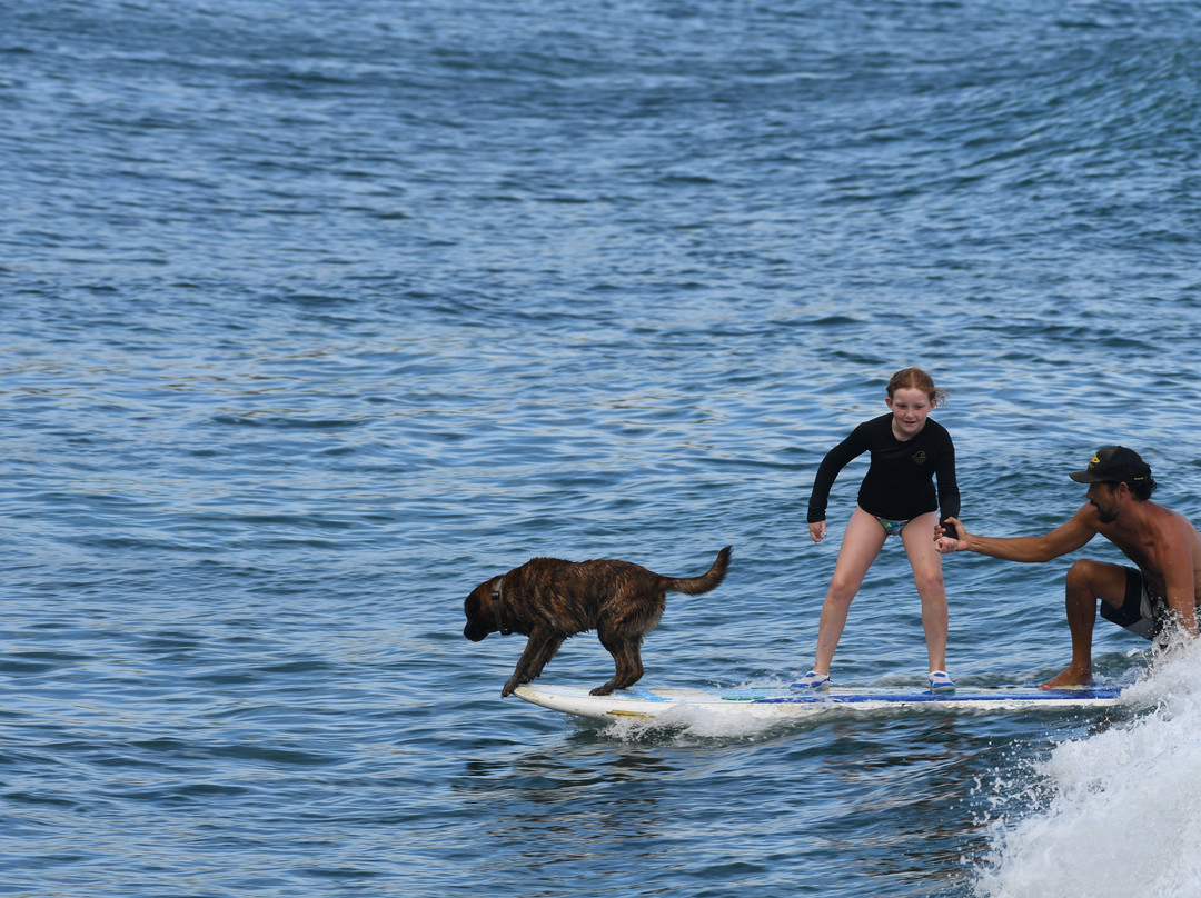 Hawaii Surf Dogs景点图片