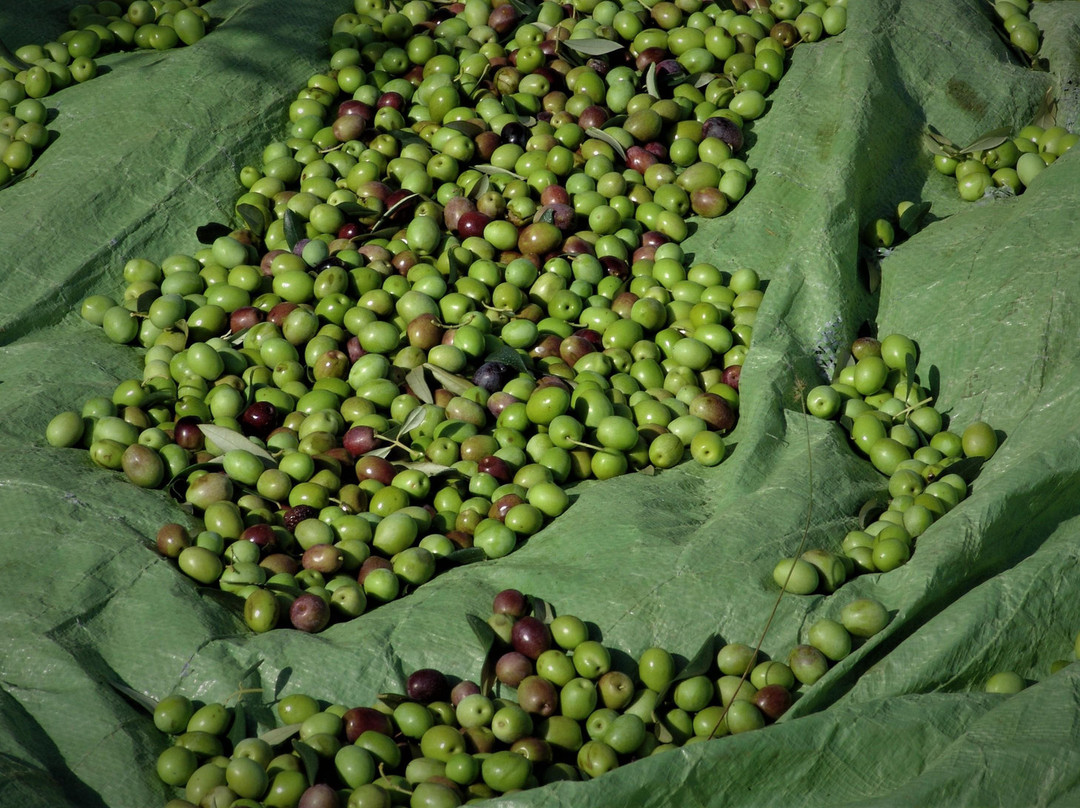 Sv. Ivan olive oil mill-佛迪赛必去景点