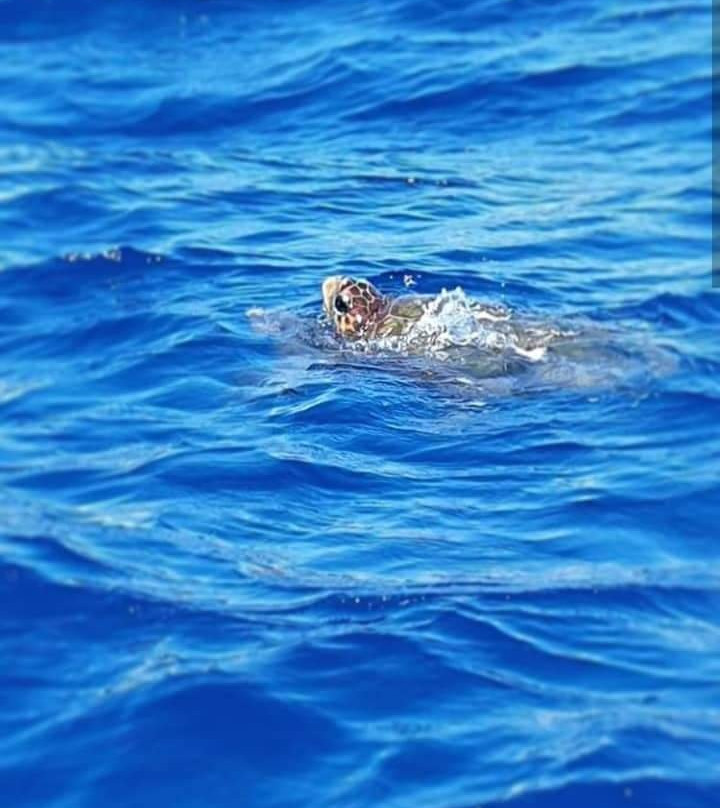 Fior del Mare Cruises景点图片