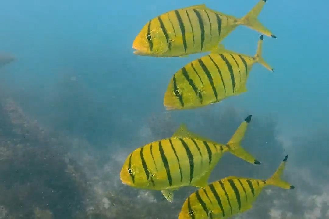 Wild Blue Diving-Thoothukudi必去景点