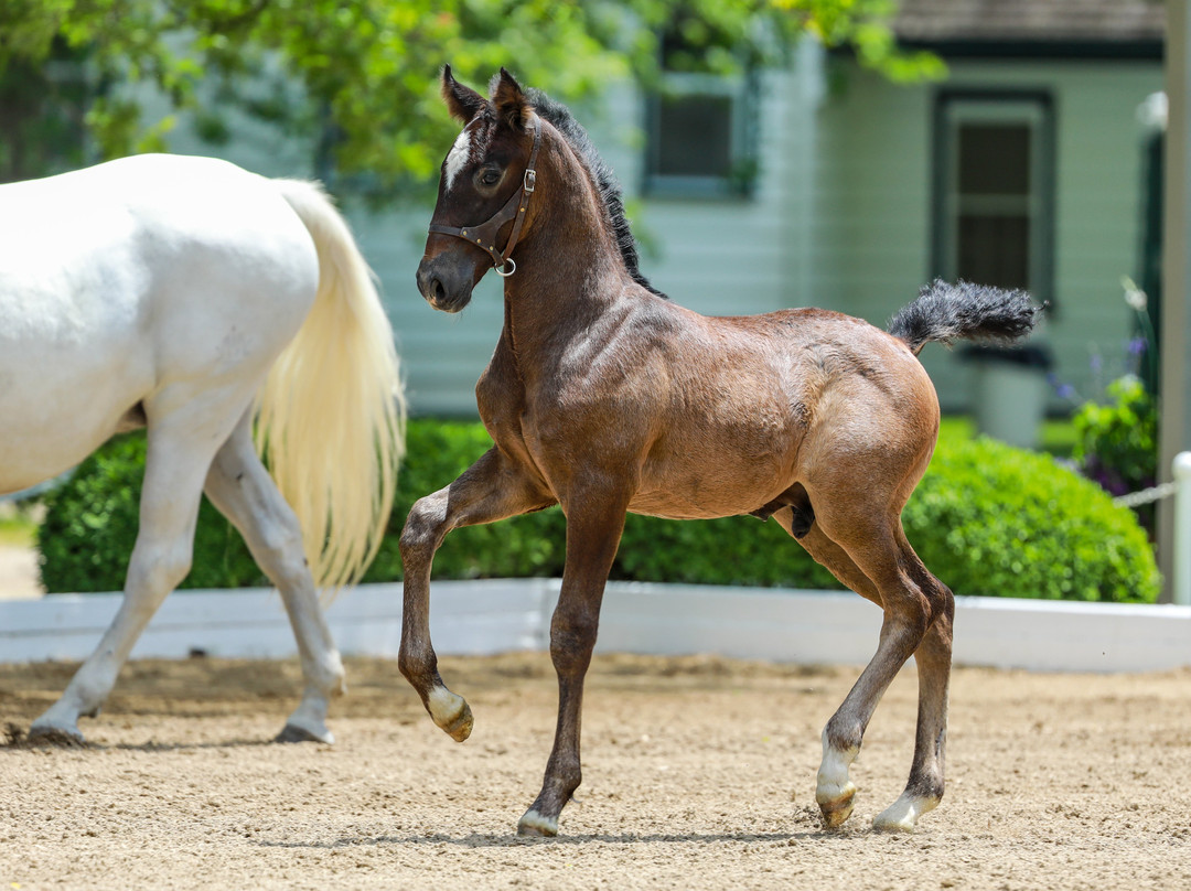 The Tempel Lipizzans-Old Mill Creek必去景点